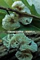 Marasmiellus candidus-amf1261